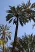 Travelnews.lv devās uz vienu no Tunisijas oāzēm, lai ieraudzītu kā aug dateles, citroni, banāni un granātāboli 27