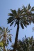Travelnews.lv devās uz vienu no Tunisijas oāzēm, lai ieraudzītu kā aug dateles, citroni, banāni un granātāboli 28