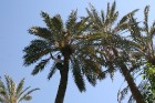 Travelnews.lv devās uz vienu no Tunisijas oāzēm, lai ieraudzītu kā aug dateles, citroni, banāni un granātāboli 29