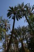 Travelnews.lv devās uz vienu no Tunisijas oāzēm, lai ieraudzītu kā aug dateles, citroni, banāni un granātāboli 30