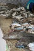 Latvijas tūristi ir laipni aicināti apmeklēt zivju tirgu Tunisijā 6