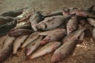 Latvijas tūristi ir laipni aicināti apmeklēt zivju tirgu Tunisijā 7