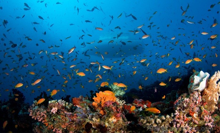 Ieskaties Maldivu salu valdzinājumā. Foto: www.visitmaldives.com 81846
