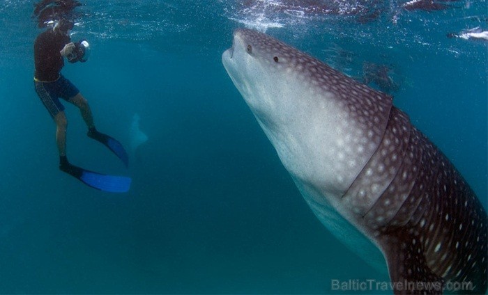 Ieskaties Maldivu salu valdzinājumā. Foto: www.visitmaldives.com 81848
