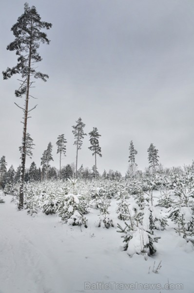 Šī fotogrāfija jau izvēlēta izstādei Starptautiskā foto festivāla ietvaros Ogrē, kurā būs apskatāmas visu posmu novērtētākās fotogrāfijas. Foto: www.l Šī fotogrāfija jau izvēlēta izstādei Starptautiskā foto festivāla ietvaros Ogrē, kurā būs apskatāmas visu posmu novērtētākās fotogrāfijas. Foto: www.l 82028