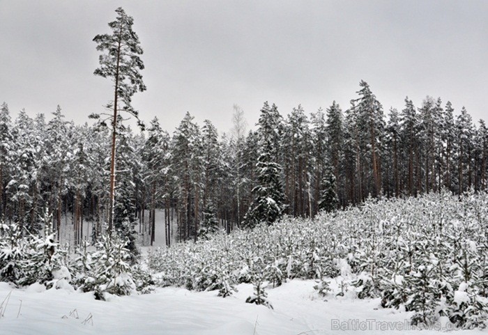 Šī fotogrāfija jau izvēlēta izstādei Starptautiskā foto festivāla ietvaros Ogrē, kurā būs apskatāmas visu posmu novērtētākās fotogrāfijas. Foto: www.l Šī fotogrāfija jau izvēlēta izstādei Starptautiskā foto festivāla ietvaros Ogrē, kurā būs apskatāmas visu posmu novērtētākās fotogrāfijas. Foto: www.l 82030