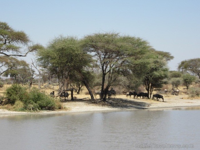 Tanzānijas skaistākie Nacionālie parki - Tarangire, Ngorongoro krāteris un Serengeti parks. Dzīvnieku pārbagātība un lielākā gnu un zebru migrācija pa 82220