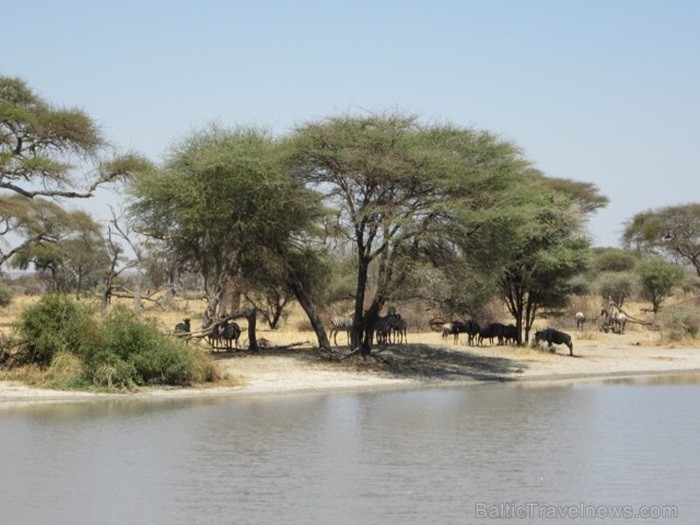 Tanzānijas skaistākie Nacionālie parki - Tarangire, Ngorongoro krāteris un Serengeti parks. Dzīvnieku pārbagātība un lielākā gnu un zebru migrācija pa Tanzānijas skaistākie Nacionālie parki - Tarangire, Ngorongoro krāteris un Serengeti parks. Dzīvnieku pārbagātība un lielākā gnu un zebru migrācija pa 82220