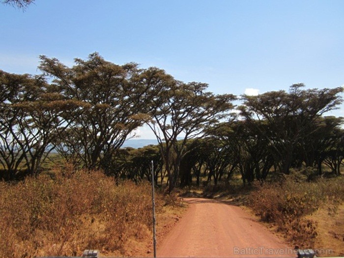 Tanzānijas skaistākie Nacionālie parki - Tarangire, Ngorongoro krāteris un Serengeti parks. Dzīvnieku pārbagātība un lielākā gnu un zebru migrācija pa 82221