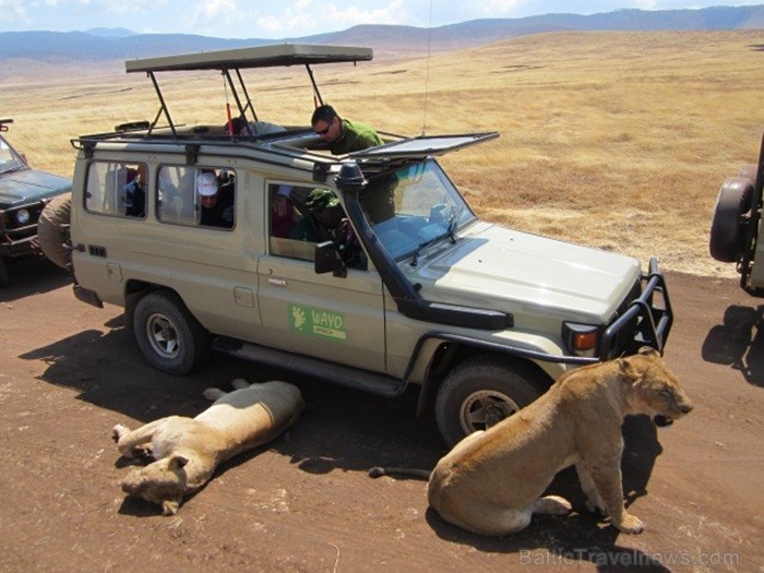 Tanzānijas skaistākie Nacionālie parki - Tarangire, Ngorongoro krāteris un Serengeti parks. Dzīvnieku pārbagātība un lielākā gnu un zebru migrācija pa 82222