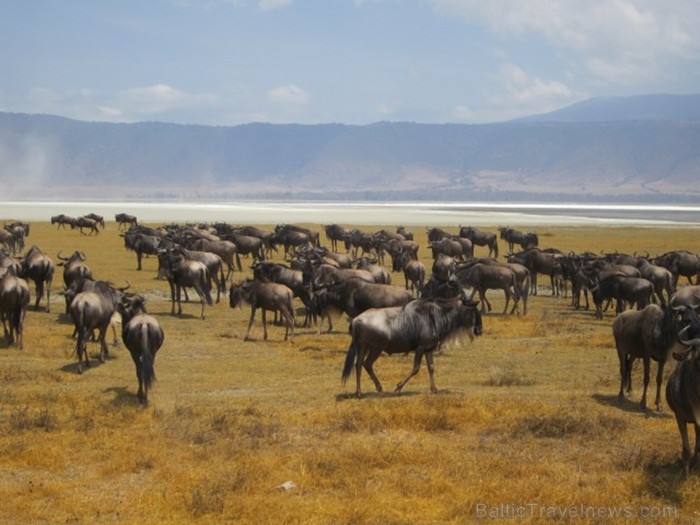 Tanzānijas skaistākie Nacionālie parki - Tarangire, Ngorongoro krāteris un Serengeti parks. Dzīvnieku pārbagātība un lielākā gnu un zebru migrācija pa 82224