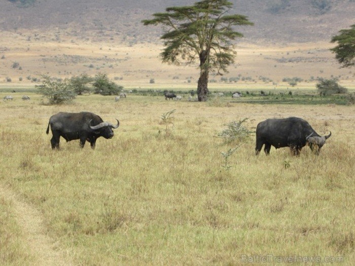Tanzānijas skaistākie Nacionālie parki - Tarangire, Ngorongoro krāteris un Serengeti parks. Dzīvnieku pārbagātība un lielākā gnu un zebru migrācija pa 82225