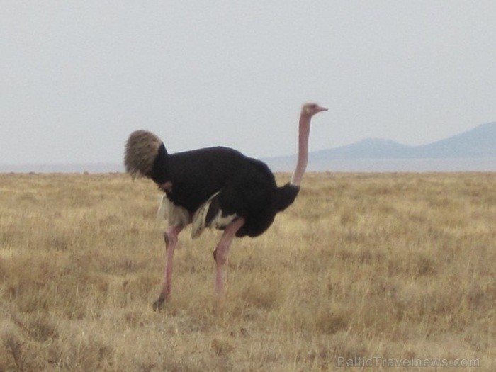 Tanzānijas skaistākie Nacionālie parki - Tarangire, Ngorongoro krāteris un Serengeti parks. Dzīvnieku pārbagātība un lielākā gnu un zebru migrācija pa Tanzānijas skaistākie Nacionālie parki - Tarangire, Ngorongoro krāteris un Serengeti parks. Dzīvnieku pārbagātība un lielākā gnu un zebru migrācija pa 82228