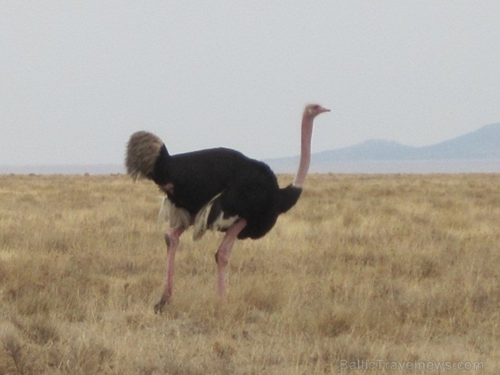 Tanzānijas skaistākie Nacionālie parki - Tarangire, Ngorongoro krāteris un Serengeti parks. Dzīvnieku pārbagātība un lielākā gnu un zebru migrācija pa 82228