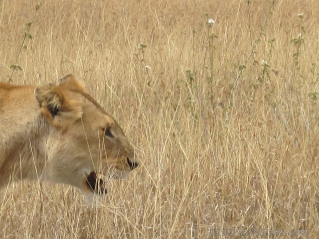 Tanzānijas skaistākie Nacionālie parki - Tarangire, Ngorongoro krāteris un Serengeti parks. Dzīvnieku pārbagātība un lielākā gnu un zebru migrācija pa 82229