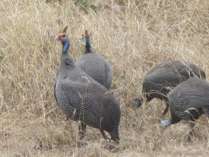 Tanzānijas skaistākie Nacionālie parki - Tarangire, Ngorongoro krāteris un Serengeti parks. Dzīvnieku pārbagātība un lielākā gnu un zebru migrācija pa 82230