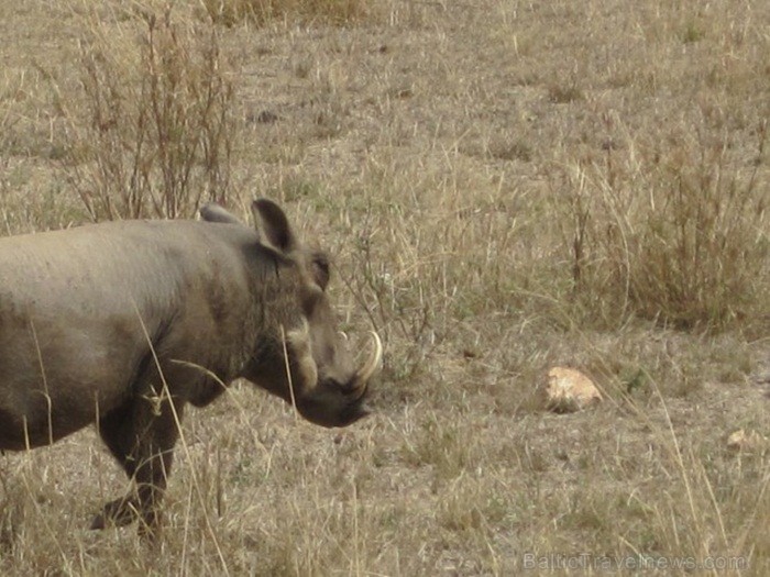 Tanzānijas skaistākie Nacionālie parki - Tarangire, Ngorongoro krāteris un Serengeti parks. Dzīvnieku pārbagātība un lielākā gnu un zebru migrācija pa 82231