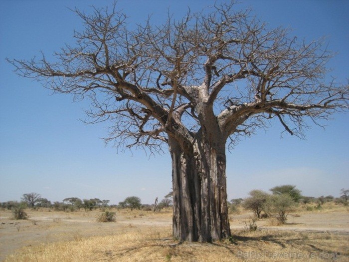 Tanzānijas skaistākie Nacionālie parki - Tarangire, Ngorongoro krāteris un Serengeti parks. Dzīvnieku pārbagātība un lielākā gnu un zebru migrācija pa 82236