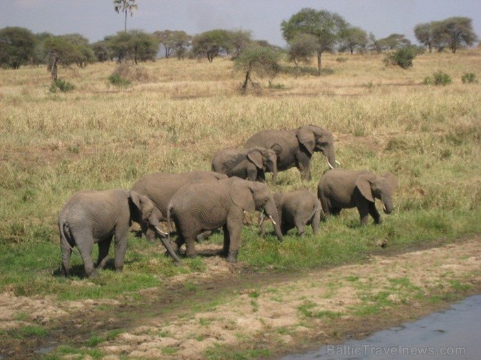 Tanzānijas skaistākie Nacionālie parki - Tarangire, Ngorongoro krāteris un Serengeti parks. Dzīvnieku pārbagātība un lielākā gnu un zebru migrācija pa 82237