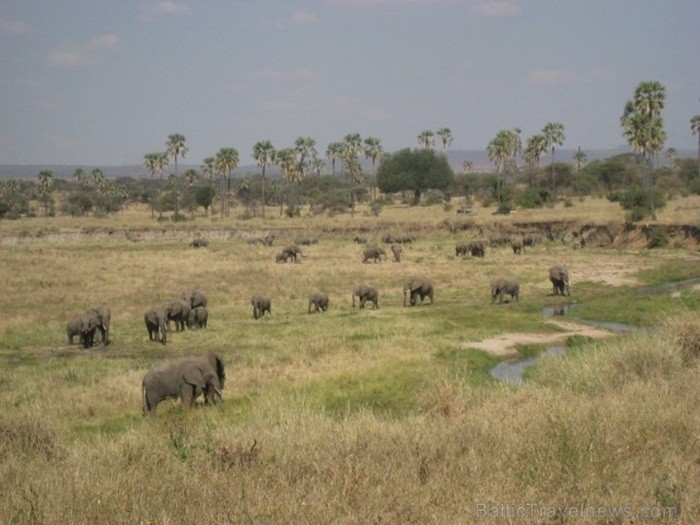 Tanzānijas skaistākie Nacionālie parki - Tarangire, Ngorongoro krāteris un Serengeti parks. Dzīvnieku pārbagātība un lielākā gnu un zebru migrācija pa 82238