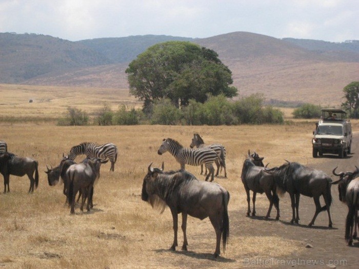 Tanzānijas skaistākie Nacionālie parki - Tarangire, Ngorongoro krāteris un Serengeti parks. Dzīvnieku pārbagātība un lielākā gnu un zebru migrācija pa 82239