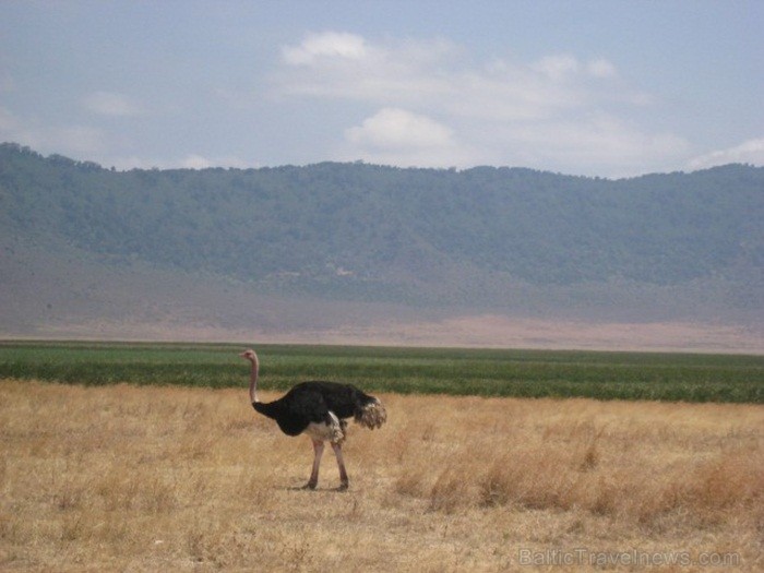 Tanzānijas skaistākie Nacionālie parki - Tarangire, Ngorongoro krāteris un Serengeti parks. Dzīvnieku pārbagātība un lielākā gnu un zebru migrācija pa 82241