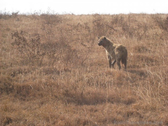 Tanzānijas skaistākie Nacionālie parki - Tarangire, Ngorongoro krāteris un Serengeti parks. Dzīvnieku pārbagātība un lielākā gnu un zebru migrācija pa 82242