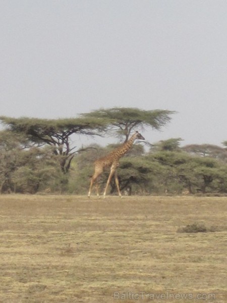 Tanzānijas skaistākie Nacionālie parki - Tarangire, Ngorongoro krāteris un Serengeti parks. Dzīvnieku pārbagātība un lielākā gnu un zebru migrācija pa 82291