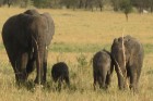 Tanzānijas skaistākie Nacionālie parki - Tarangire, Ngorongoro krāteris un Serengeti parks. Dzīvnieku pārbagātība un lielākā gnu un zebru migrācija pa 1