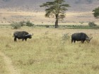 Tanzānijas skaistākie Nacionālie parki - Tarangire, Ngorongoro krāteris un Serengeti parks. Dzīvnieku pārbagātība un lielākā gnu un zebru migrācija pa 7