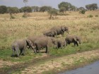 Tanzānijas skaistākie Nacionālie parki - Tarangire, Ngorongoro krāteris un Serengeti parks. Dzīvnieku pārbagātība un lielākā gnu un zebru migrācija pa 18