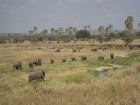 Tanzānijas skaistākie Nacionālie parki - Tarangire, Ngorongoro krāteris un Serengeti parks. Dzīvnieku pārbagātība un lielākā gnu un zebru migrācija pa 19