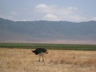 Tanzānijas skaistākie Nacionālie parki - Tarangire, Ngorongoro krāteris un Serengeti parks. Dzīvnieku pārbagātība un lielākā gnu un zebru migrācija pa 22