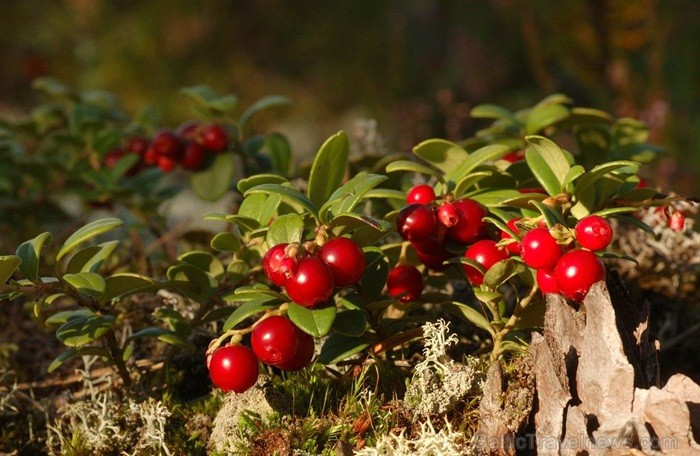 Igaunijā iestājas zelta rudens, pārvēršot tās dabu un darbus rudens krāsās. Foto: www.visitestonia.com 82418