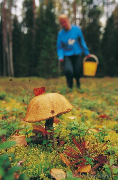Igaunijā iestājas zelta rudens, pārvēršot tās dabu un darbus rudens krāsās. Foto: www.visitestonia.com 82422