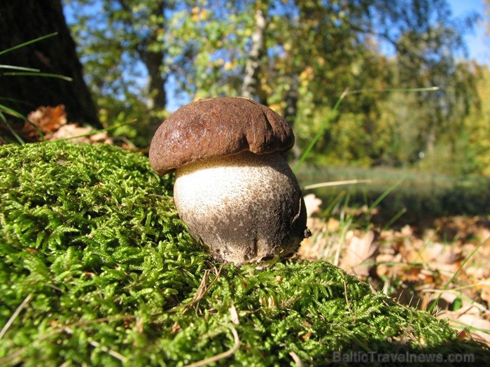 Igaunijā iestājas zelta rudens, pārvēršot tās dabu un darbus rudens krāsās. Foto: www.visitestonia.com 82425