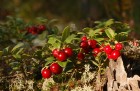Igaunijā iestājas zelta rudens, pārvēršot tās dabu un darbus rudens krāsās. Foto: www.visitestonia.com 7