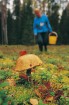 Igaunijā iestājas zelta rudens, pārvēršot tās dabu un darbus rudens krāsās. Foto: www.visitestonia.com 11