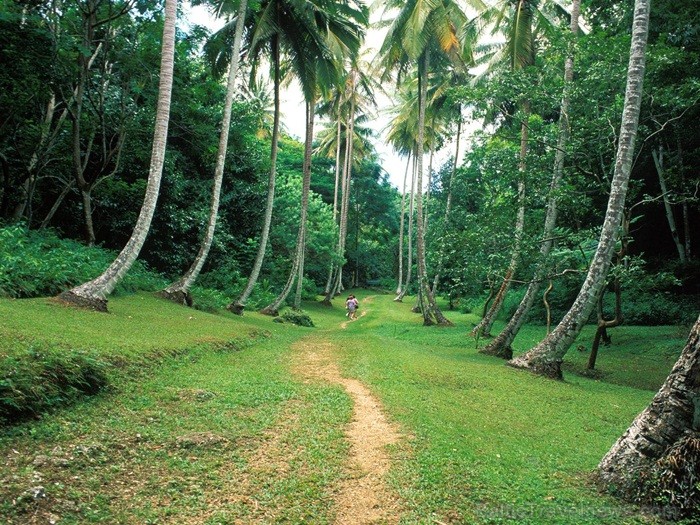 Ruma dzimtene – Barbadosa pārsteidz ar savu mantojuma, kultūras un dabas krāšņumu. Foto: www.visitbarbados.org 82678