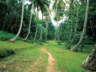Ruma dzimtene – Barbadosa pārsteidz ar savu mantojuma, kultūras un dabas krāšņumu. Foto: www.visitbarbados.org 24