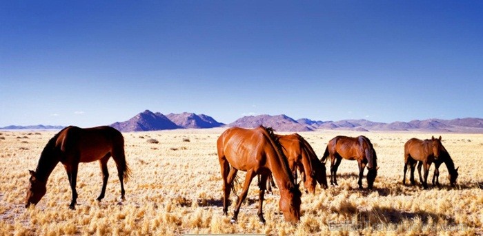 Namībija ir valsts Āfrikas dienvidrietumu piekrastē, kuras dzīvē daba neatstāj vienaldzīgu nevienu dabas mīļotāju. Foto: www.namibiatourism.com Namībija ir valsts Āfrikas dienvidrietumu piekrastē, kuras dzīvē daba neatstāj vienaldzīgu nevienu dabas mīļotāju. Foto: www.namibiatourism.com 82904