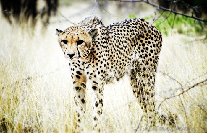 Namībija ir valsts Āfrikas dienvidrietumu piekrastē, kuras dzīvē daba neatstāj vienaldzīgu nevienu dabas mīļotāju. Foto: www.namibiatourism.com Namībija ir valsts Āfrikas dienvidrietumu piekrastē, kuras dzīvē daba neatstāj vienaldzīgu nevienu dabas mīļotāju. Foto: www.namibiatourism.com 82905
