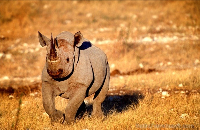 Namībija ir valsts Āfrikas dienvidrietumu piekrastē, kuras dzīvē daba neatstāj vienaldzīgu nevienu dabas mīļotāju. Foto: www.namibiatourism.com 82909