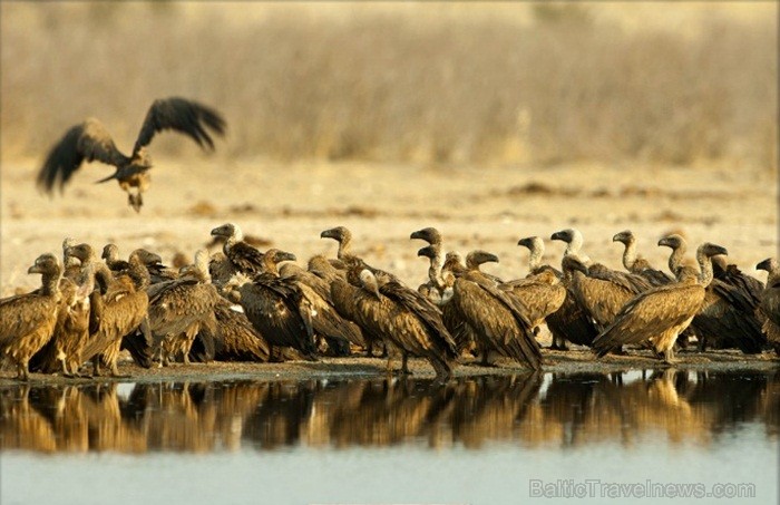 Namībija ir valsts Āfrikas dienvidrietumu piekrastē, kuras dzīvē daba neatstāj vienaldzīgu nevienu dabas mīļotāju. Foto: www.namibiatourism.com Namībija ir valsts Āfrikas dienvidrietumu piekrastē, kuras dzīvē daba neatstāj vienaldzīgu nevienu dabas mīļotāju. Foto: www.namibiatourism.com 82911
