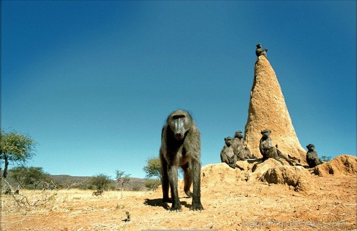 Namībija ir valsts Āfrikas dienvidrietumu piekrastē, kuras dzīvē daba neatstāj vienaldzīgu nevienu dabas mīļotāju. Foto: www.namibiatourism.com Namībija ir valsts Āfrikas dienvidrietumu piekrastē, kuras dzīvē daba neatstāj vienaldzīgu nevienu dabas mīļotāju. Foto: www.namibiatourism.com 82913