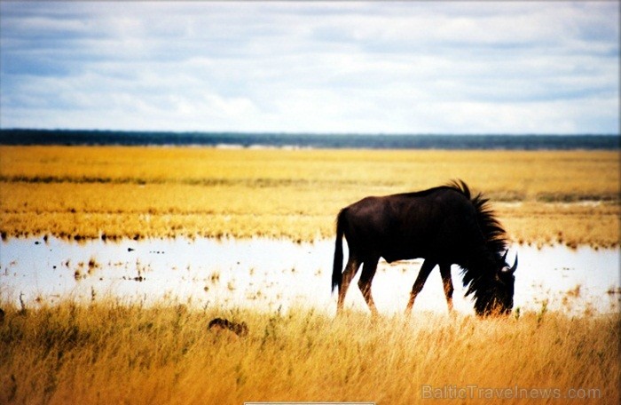 Namībija ir valsts Āfrikas dienvidrietumu piekrastē, kuras dzīvē daba neatstāj vienaldzīgu nevienu dabas mīļotāju. Foto: www.namibiatourism.com 82915