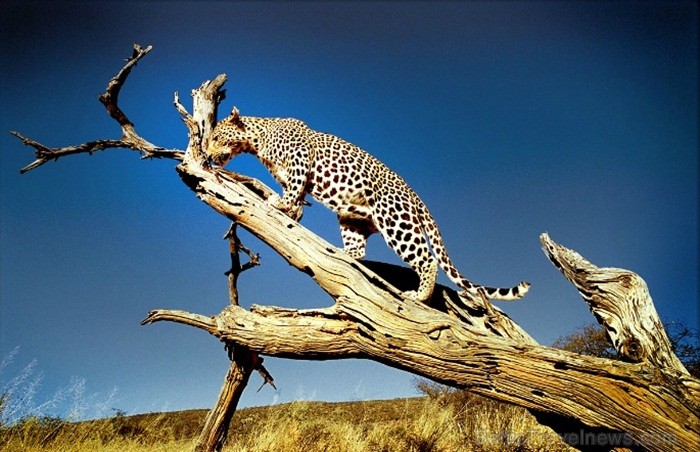 Namībija ir valsts Āfrikas dienvidrietumu piekrastē, kuras dzīvē daba neatstāj vienaldzīgu nevienu dabas mīļotāju. Foto: www.namibiatourism.com 82916