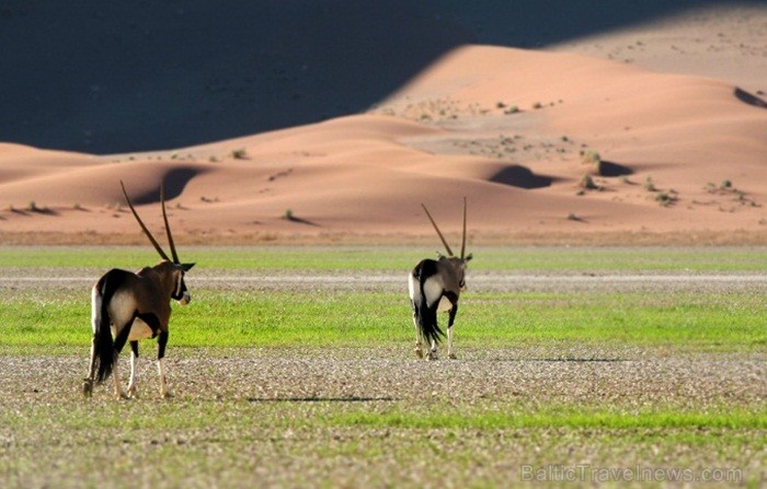 Namībija ir valsts Āfrikas dienvidrietumu piekrastē, kuras dzīvē daba neatstāj vienaldzīgu nevienu dabas mīļotāju. Foto: www.namibiatourism.com 82924