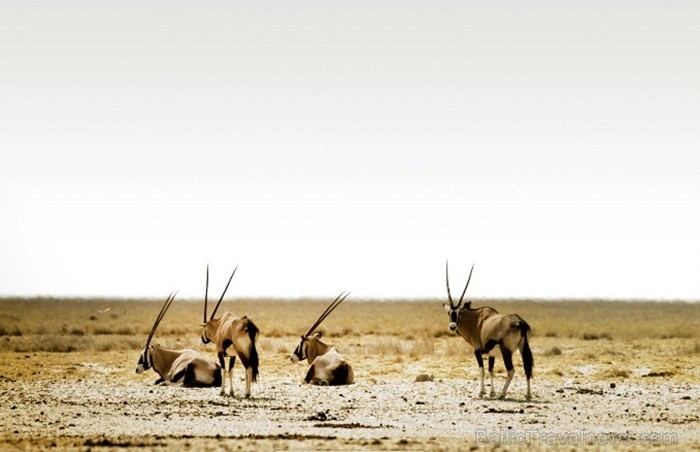 Namībija ir valsts Āfrikas dienvidrietumu piekrastē, kuras dzīvē daba neatstāj vienaldzīgu nevienu dabas mīļotāju. Foto: www.namibiatourism.com Namībija ir valsts Āfrikas dienvidrietumu piekrastē, kuras dzīvē daba neatstāj vienaldzīgu nevienu dabas mīļotāju. Foto: www.namibiatourism.com 82926