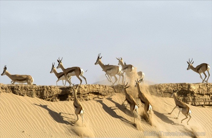 Namībija ir valsts Āfrikas dienvidrietumu piekrastē, kuras dzīvē daba neatstāj vienaldzīgu nevienu dabas mīļotāju. Foto: www.namibiatourism.com 82932